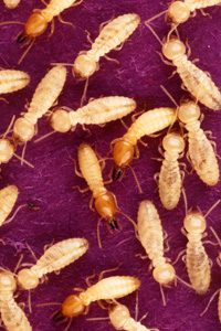 Les termites du bois également appelés fourmis blanches